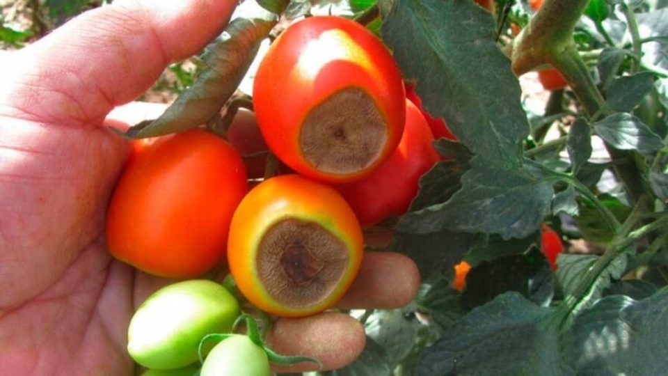 ¿Por qué los tomates se vuelven negros en la parte superior? No se debe a la falta de agua, sino a la causa