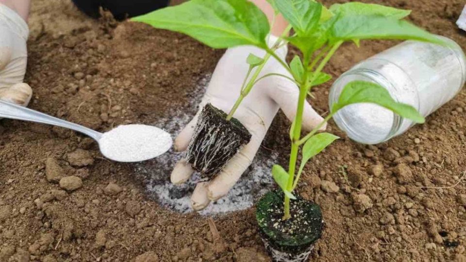 Planta pimientos de esta manera y tendrás una cosecha muy rica y abundante