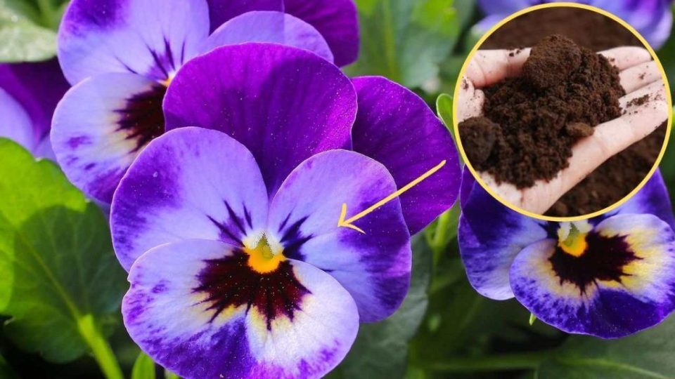 Posos de café en plantas, nunca tuve un jardín como este: todos te envidiarán