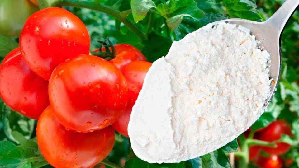 El remedio más potente para la inmunidad de los pepinos, pimientos y tomates: funciona