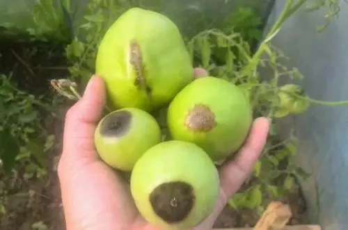 Un tratamiento libera los tomates de la pudrición apical: así se salva la cosecha