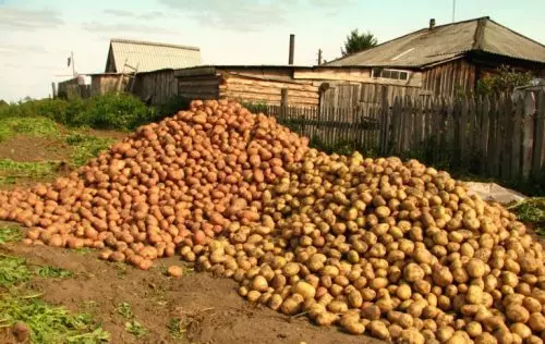Planto patatas al revés como me enseñó mi tío: siempre una gran cosecha