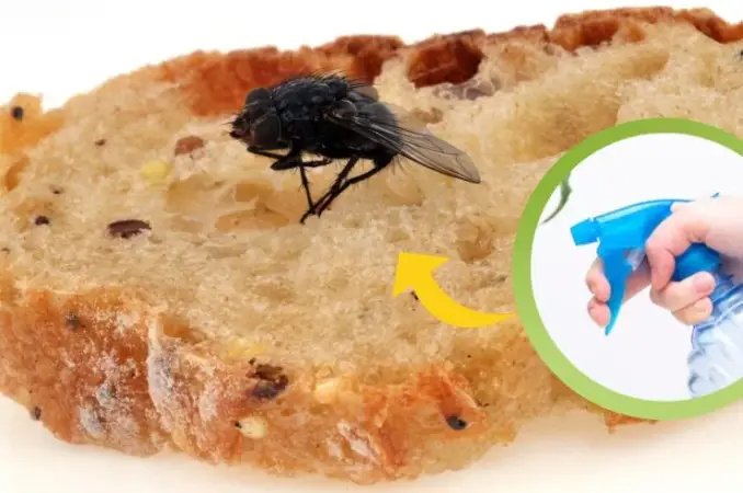 Insectos: la mezcla letal de bricolaje totalmente natural. ¡No tendrán ninguna posibilidad!