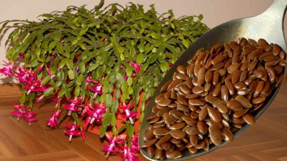 Una cuchara por cada flor que tengas en casa: tendrás una floración exuberante