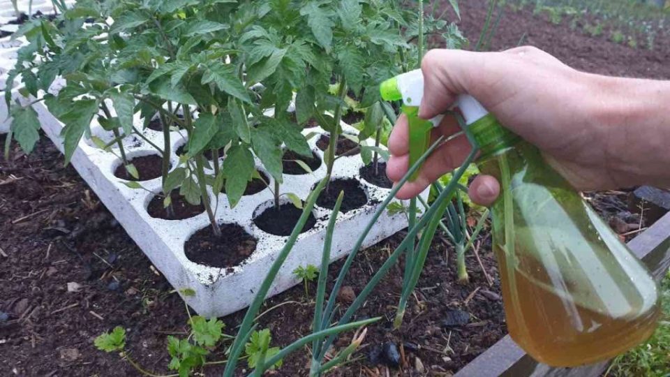 Debe hacer esto con las plántulas antes de plantarlas al aire libre: los jardineros hacen esto