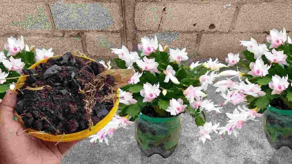 Abono natural para plantas sin coste: sano y bonito durante años enteros