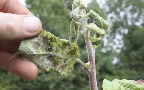 Una forma segura y rápida de deshacerse de los pulgones en el jardín: el método tiene más de 40 años