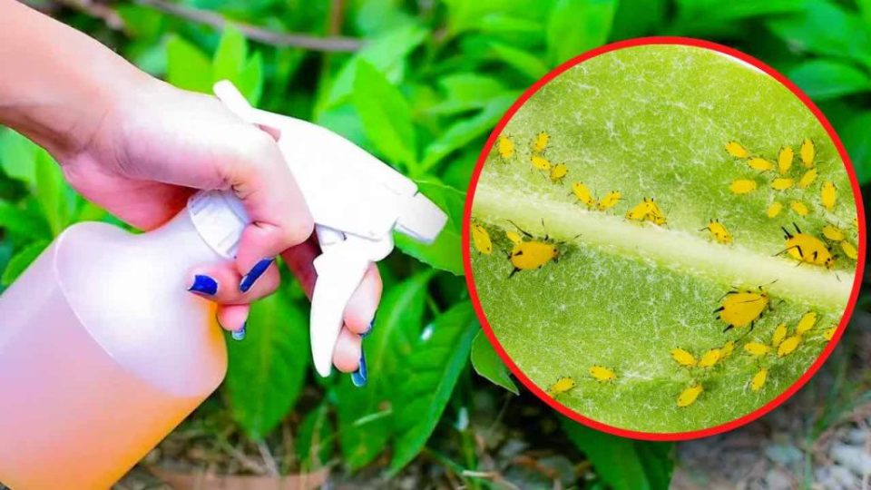 Cómo preparar el insecticida natural más potente para eliminar pulgones de las plaVntas