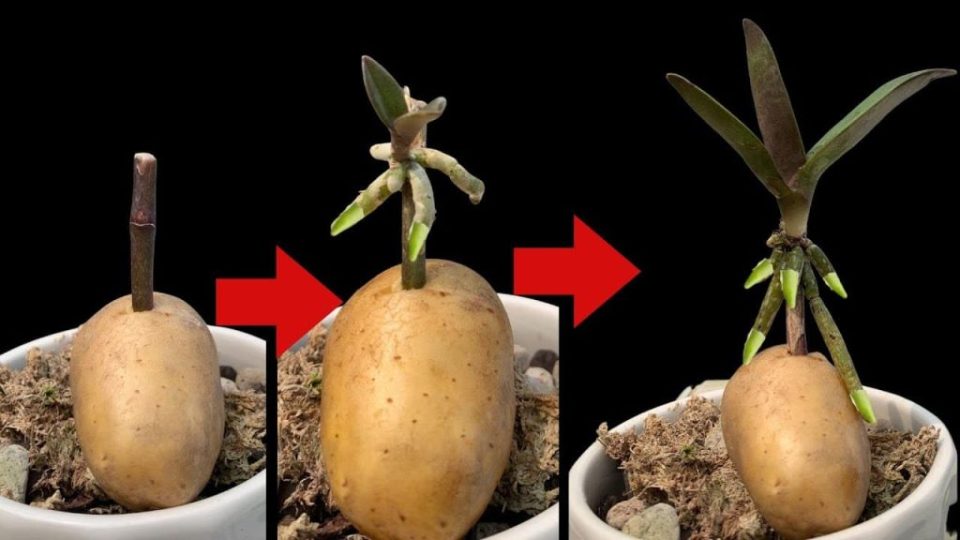 Orquídeas, cómo propagarlas infinitamente con una patata: los jardineros lo enseñan