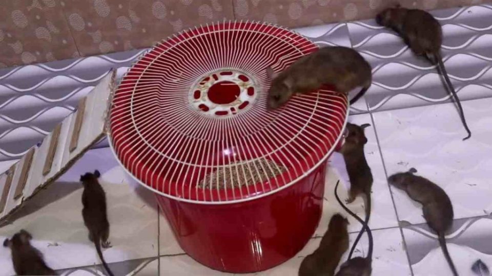 Para atrapar ratones basta con una caja de plástico: esta trampa es un juego de niños