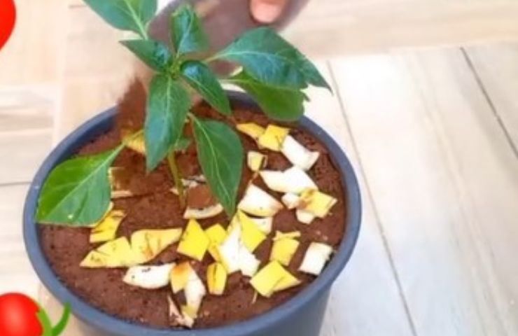 Pon la cáscara de plátano en agua hirviendo durante 1 hora, te ayudará mucho