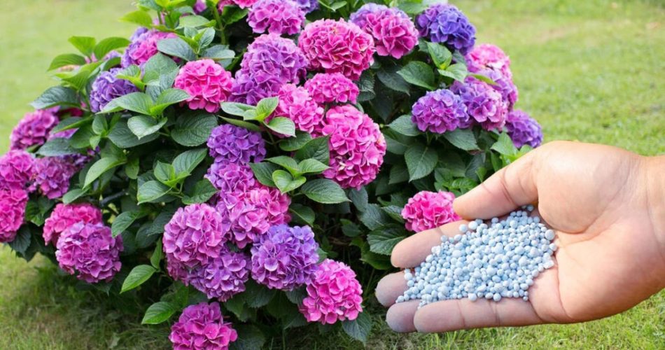 La hortensia florece profusamente como nunca antes: aquí puedes descubrir con qué puedes regarla en primavera