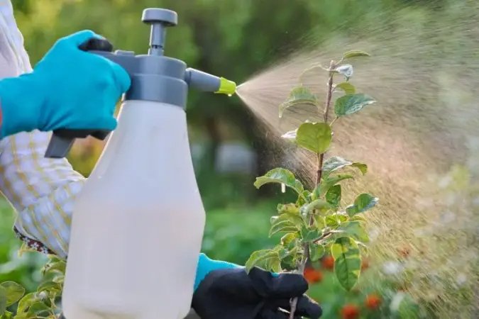 Súper fungicida casero para plantas: ¡No es tóxico y es fácil de hacer!