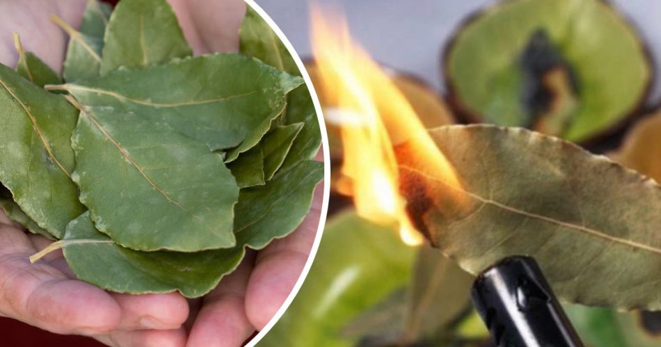 Quemar una hoja de laurel en casa: he aquí por qué deberías intentarlo de inmediato