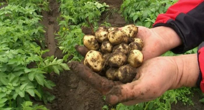 Para evitar quedarte sin cosecha de patatas, nunca plantes tu ego detrás de estas plantas.
