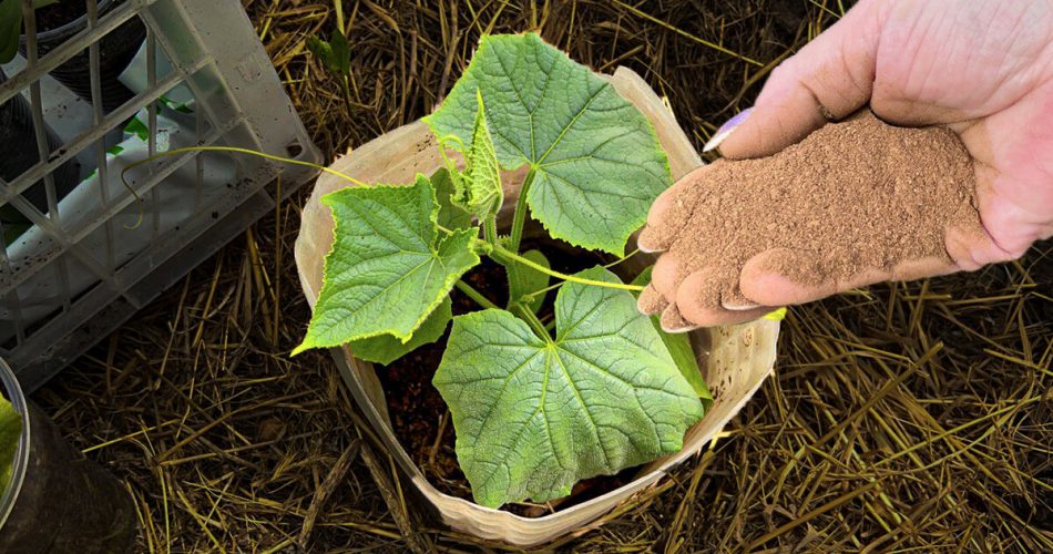 Tomates, pimientos y pepinos se transforman ante nuestros ojos, un fertilizante probado que me ayuda cada año.