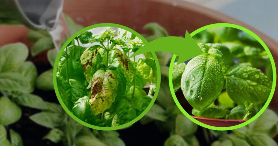 Albahaca, NUNCA la riegues así: la estás pudriendo | muchos estan equivocados