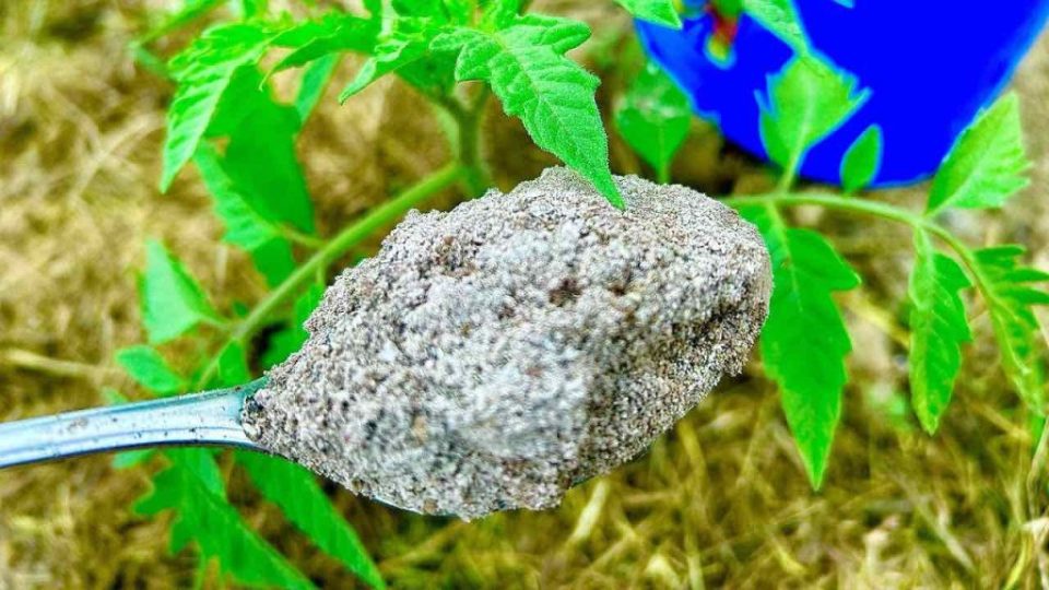 Casi todo el mundo lo tiene en casa y es una bomba natural para las plantas sanas y autóctonas