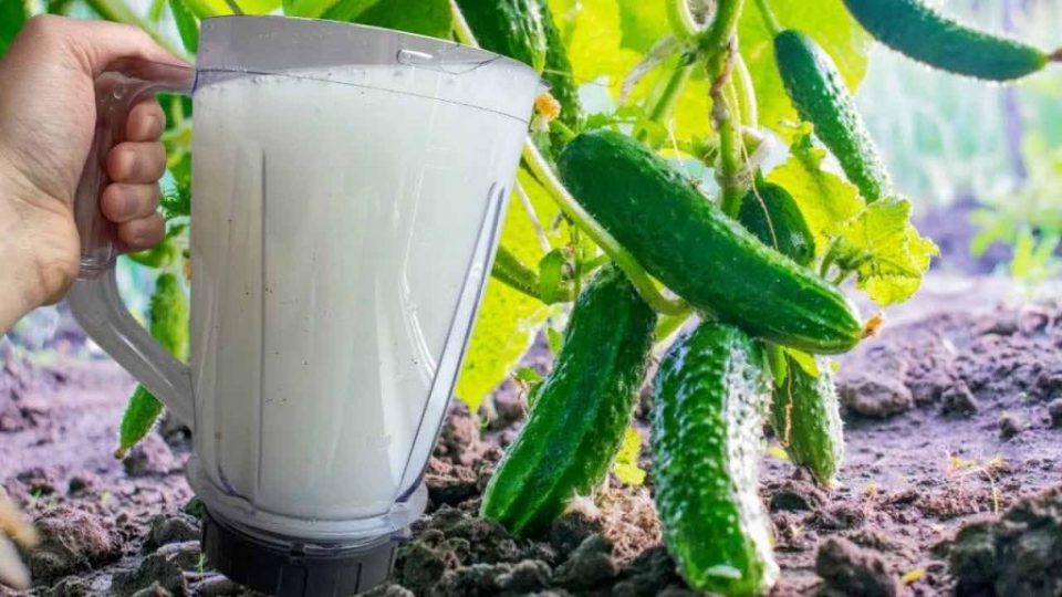Riegue los pepinos con este líquido y crecerán inesperadamente por la noche
