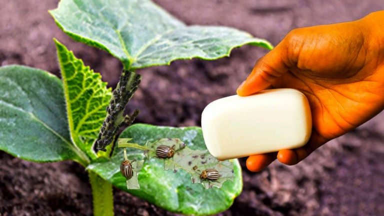 Si tu objetivo es eliminar los pulgones de las plantas, este es el mejor insecticida
