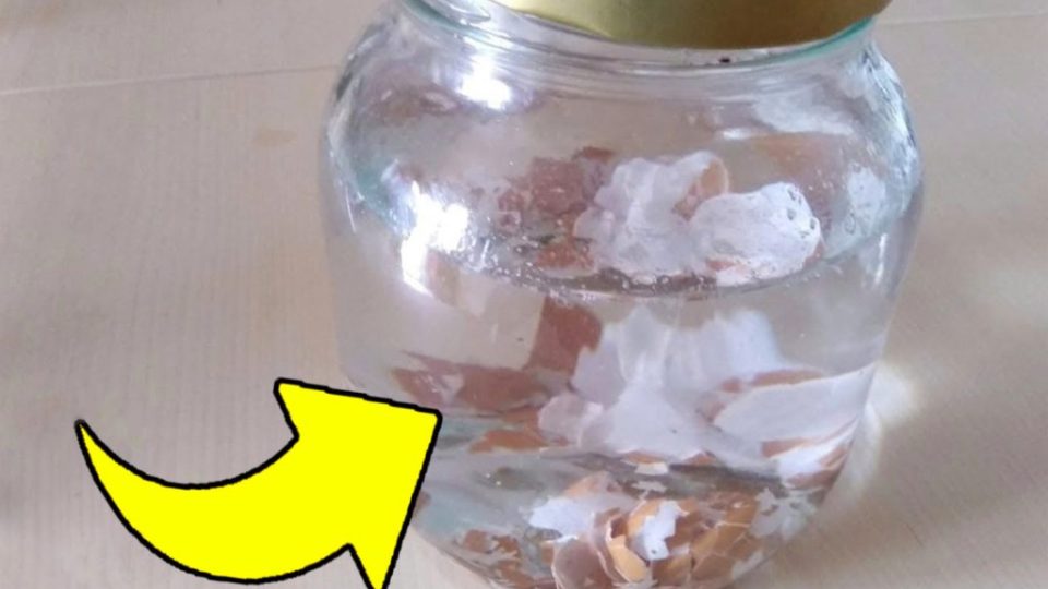 Las cáscaras de huevo son “muy valiosas”: ¡sumérjalas en agua caliente y verás qué pasa poco después!