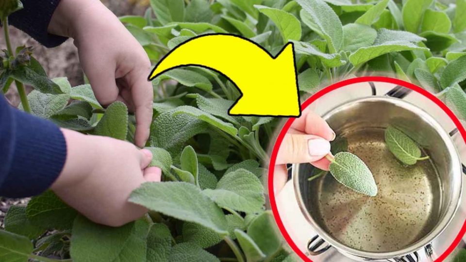 Salvia, sólo necesitas 4 hojas: ¡Este truco vale su peso en oro tanto en interior como en exterior!