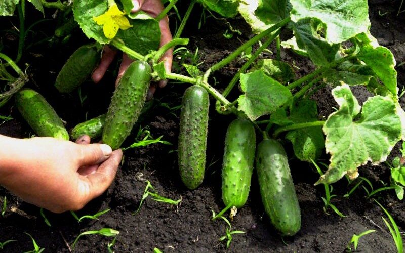 5 errores al cultivar pepinos, por los que el jardinero pierde una buena cosecha