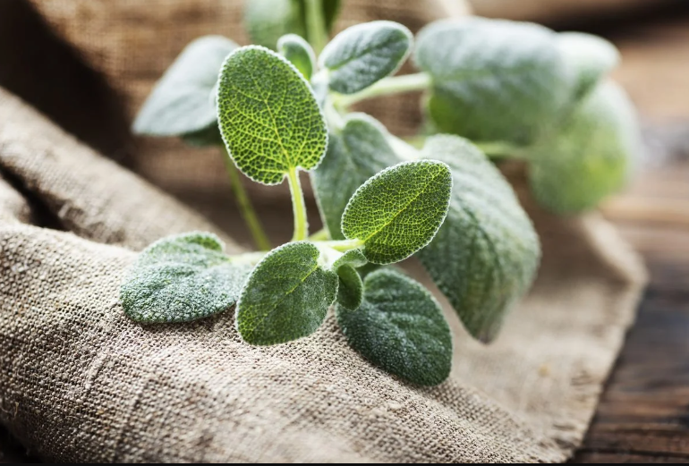 Salvia, solo una simple ramita y perfuma toda tu casa, ¡así es cómo!