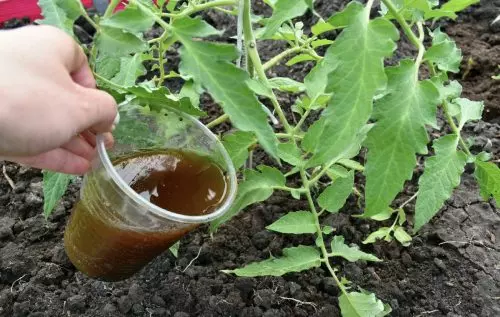 La primera y más importante fertilización de los tomates después de la siembra en el suelo.
