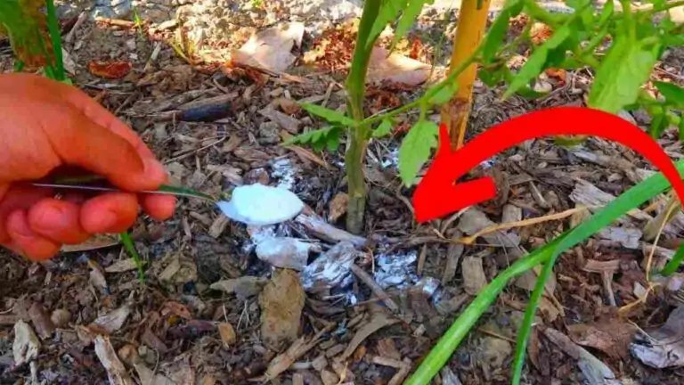 La razón por la que se recomienda poner bicarbonato de sodio en las plantas es inesperada