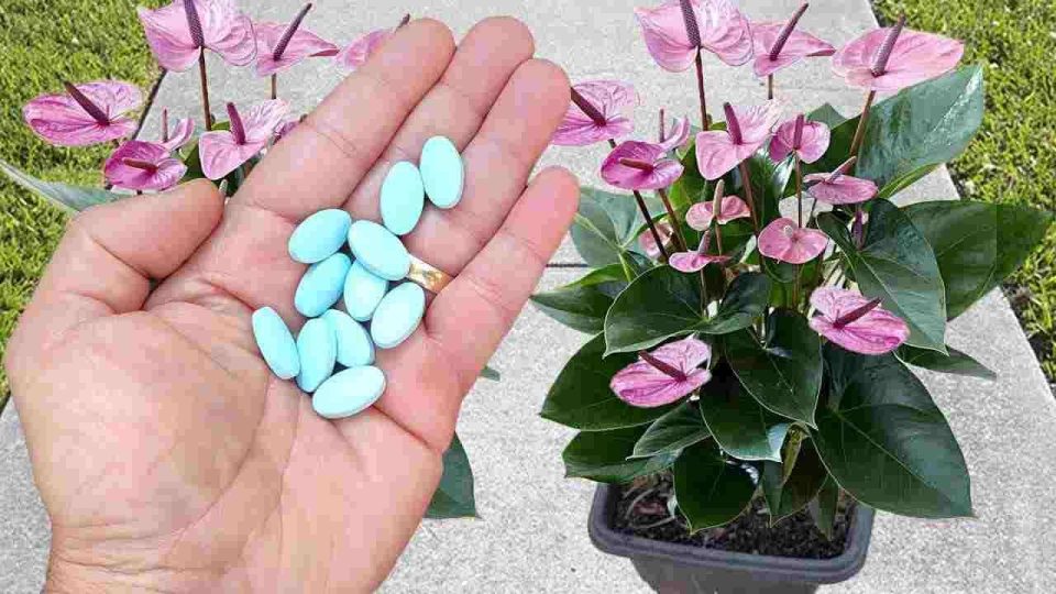 Una pastilla en tus plantas y después de 10 días verás inmediatamente el increíble resultado.