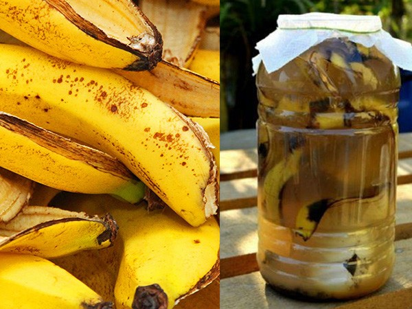7 fertilizantes que puedes hacer en casa