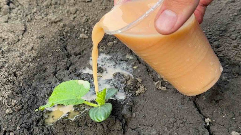 Riegue los pepinos con este poderoso líquido: crecerán en unos días si lo hace