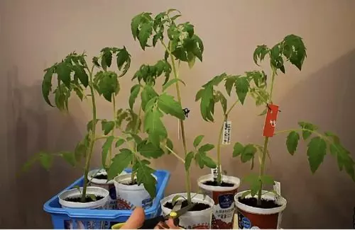 Truco chino con plántulas de tomate antes de plantar: rendimiento 2-3 veces mayor por arbusto