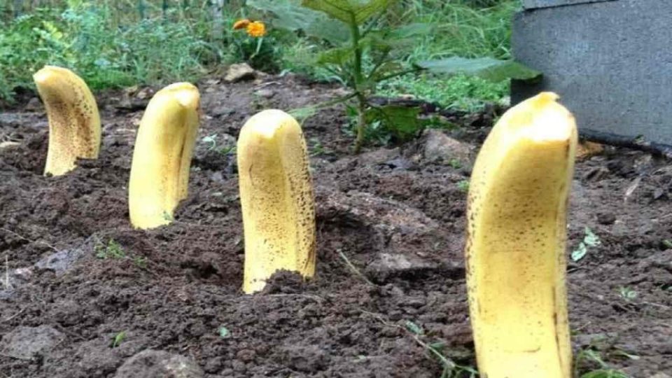 Planta 4 plátanos en tu jardín, realmente no esperas lo que sucede a continuación