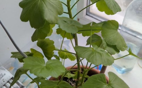 ¿Cómo se fertilizan los geranios a principios de la primavera para que la planta libere cogollos? Comparto alimentación natural