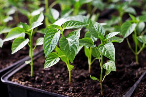 No plantes plántulas de pimiento y tomate sin estos y olvidarás lo que son las plantas atrofiadas.