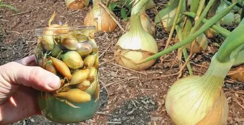 Cómo y con qué tratar los conjuntos de cebollas antes de plantar para obtener una gran cosecha.