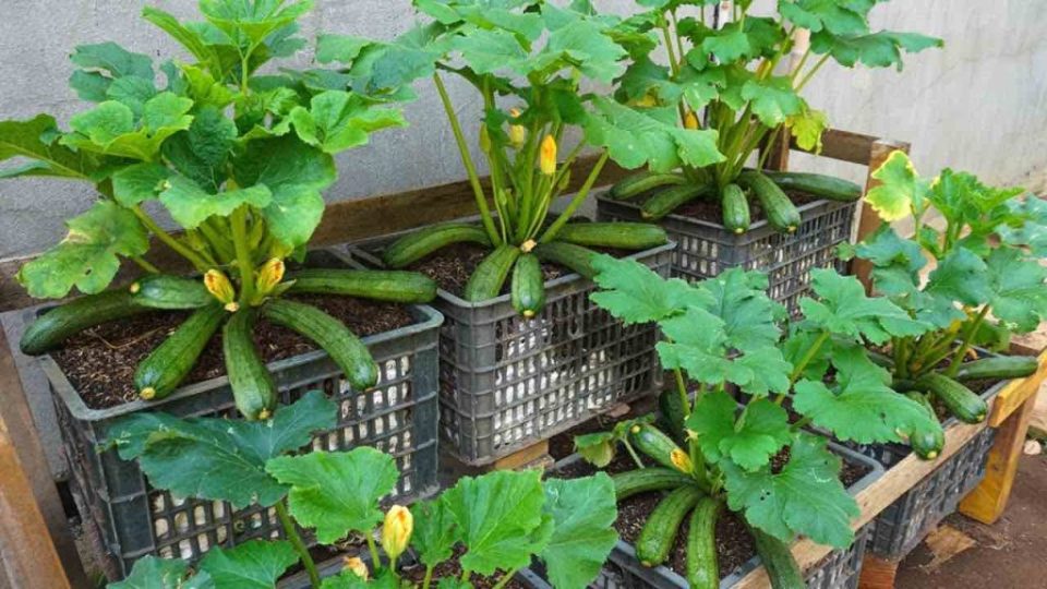 Calabacín, así es como se cultivan en casa para obtener una cosecha completa y abundante