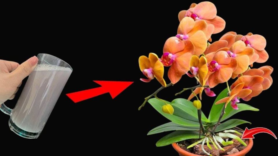 Úsalo regularmente para las plantas, y tendrás flores y raíces fuertes, infinitamente abundantes