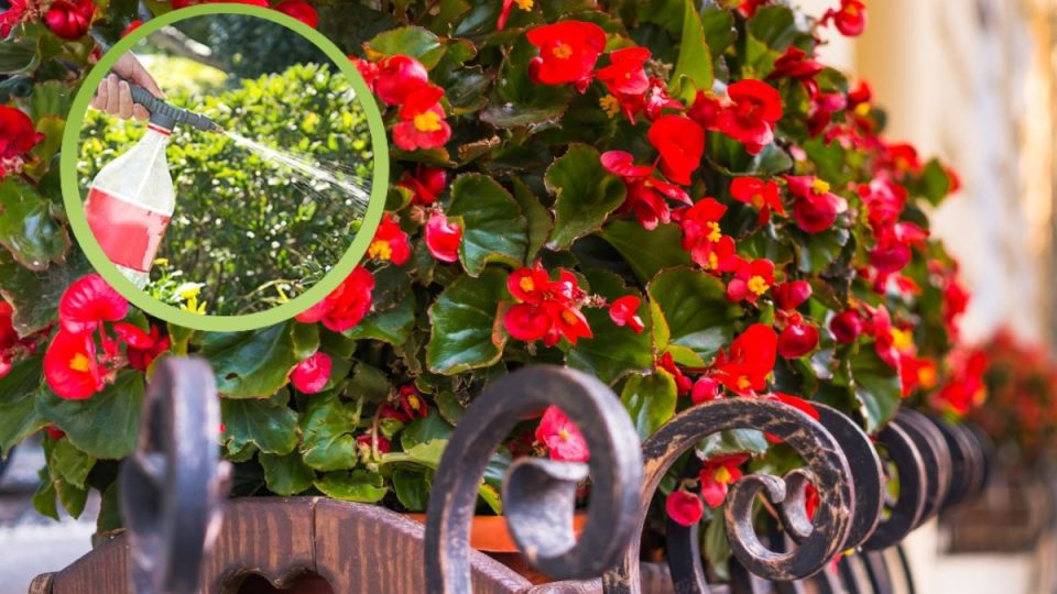 Begonia: ¡el truco para regarla en el momento adecuado para una floración espectacular!