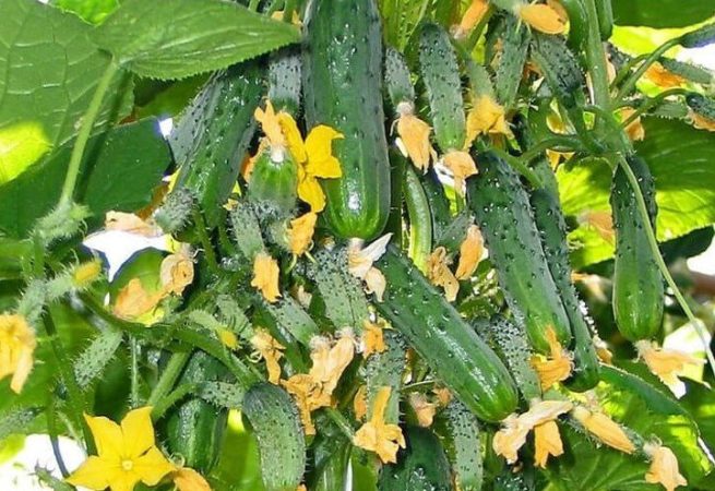 6  reglas para plantar pepinos para una mejor cosecha.