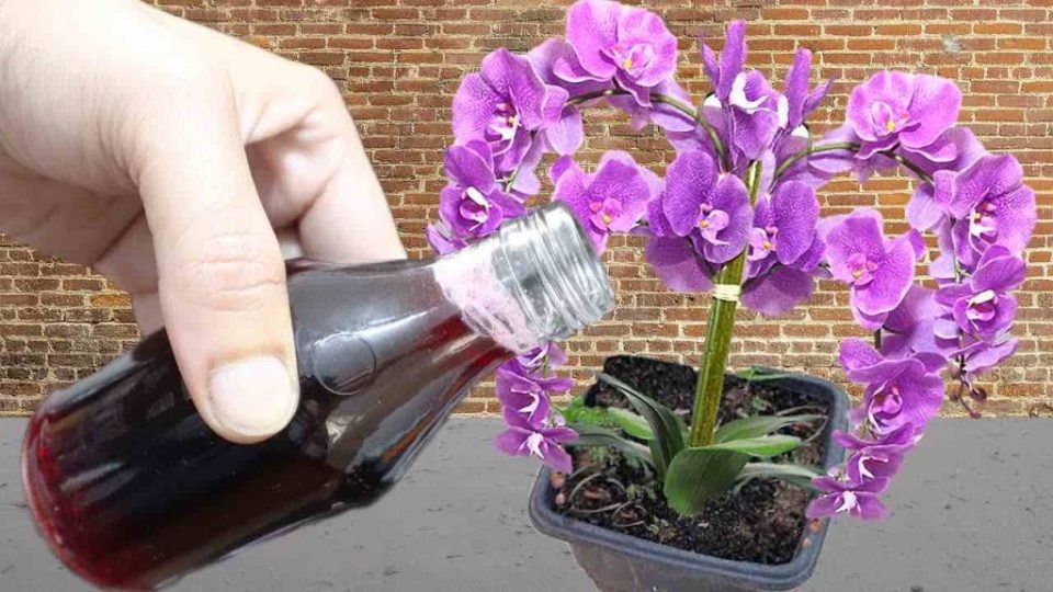 Con sólo una aplicación difícilmente reconocerás tus flores: sanas y fuertes
