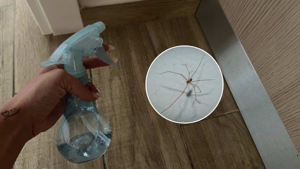 Cómo eliminar todas las arañas de tu casa con 1 euro: nunca verás más por ahí