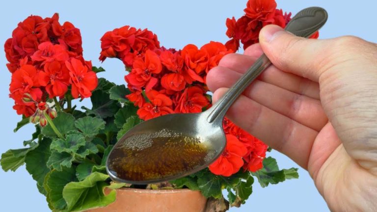 Una gota entre todas las flores de la casa es suficiente, la floración está garantizada: riégala ahora