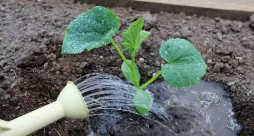 Cómo regar los pepinos después de plantarlos en el suelo para que crezcan inmediatamente y no ralenticen su desarrollo.