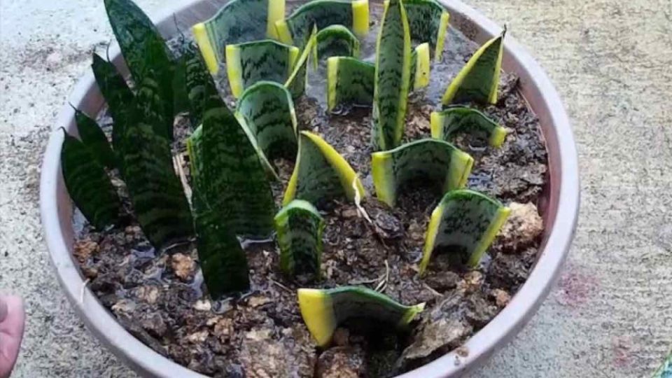 La lengua de la suegra, cómo reproducirla sin cesar: el método real utilizado por los jardines de infancia