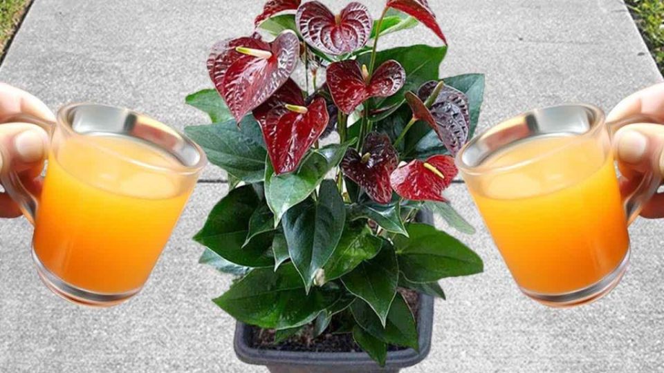 Una bomba de flor de anturio natural: puede durar hasta 15 años
