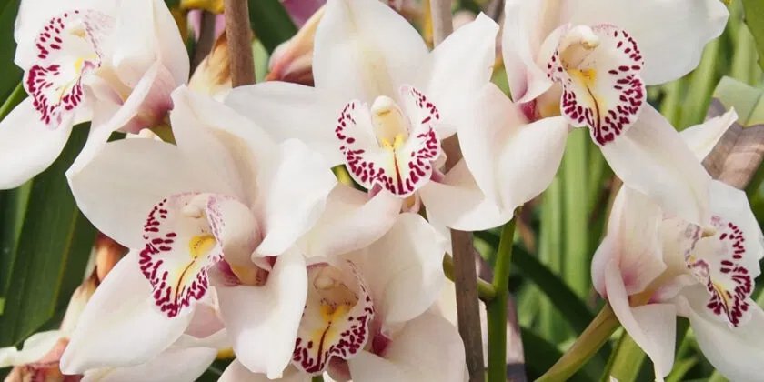 Para salvar una orquídea podrida, marchita o sin raíces y volver a estar sana rápidamente, este truco sería suficiente gratis