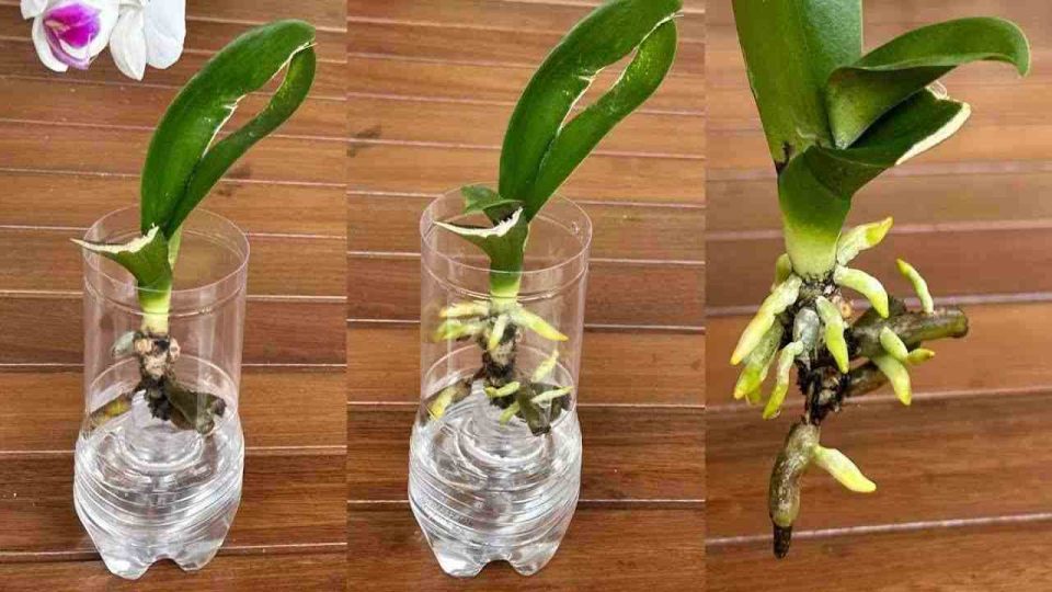 El secreto asiático para revivir rápidamente la orquídea con raíces y hojas tiernas